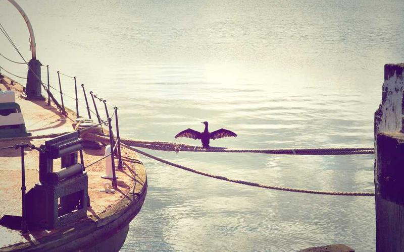 樱桃种植技术分类